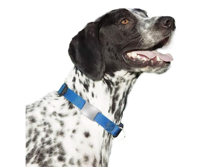 A Canine Calling Card: The Importance of Updated Dog Tags
