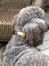 Charger l'image dans la galerie, Dog Collar, Leather & Engraved Nameplate, Chestnut, 1" wide. freeshipping - My Custom ID